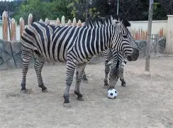  游泳赛场再起风云：三湘青龙队险胜南城火狐队，赛场气氛火爆争冠格局再洗牌